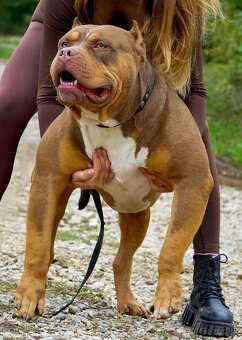 American bully xl na krytie - 2