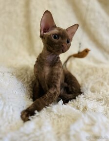 Čokoládové mačiatko Devon Rex z PP - 2