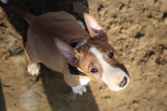 Mini bullterier / Miniature Bullterrier - 2