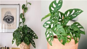 Monstera adansonii - 2