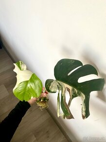 Monstera albo variegata - 2