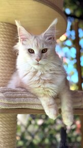 ❣️Mainská myvalia Maine Coon s PP❣️ - 2