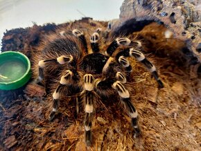 Acanthoscurria Geniculata samička - 2