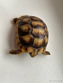 Korytnačka Testudo marginata 2024 - 2