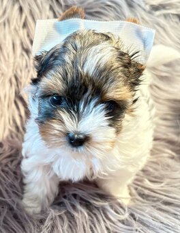 Biewer Yorkshire Terrier s PP - 2