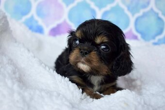 Cavalier King Charles Španiel s PP - 2