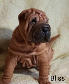 Šarpej, Sharpej, Shar-pei s PP - 2