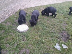 Darujem krizencov bradáč stredný a labrador - 2