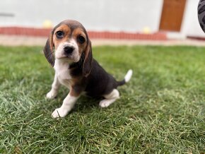 Beagle / Bigel - 2