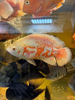 Astronotus ocellatus super RED CHILLI/ ocellatus NEMO - 2