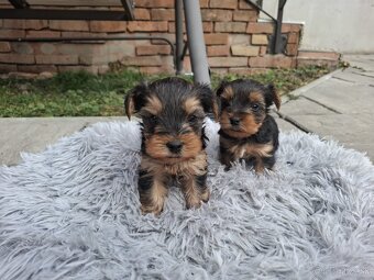 Yorkshire terrier - 2