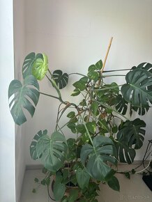 Monstera - 2