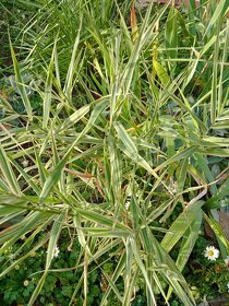 Ozdobná trávy, Festuca glauca, Chrastnica trstenikova,Ostric - 2