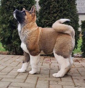 Americká akita (American akita) - 2