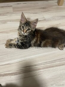 Maine coon - 2