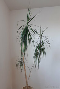 Dracena 170 cm - 2