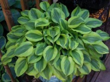 Funkia (hosta) odroda GRAN TIARA - 2