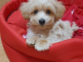 Maltipoo - 2