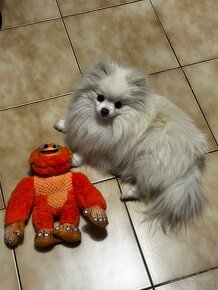 Pomeranian Špic - 2