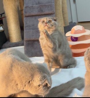 Scottish Fold - 2