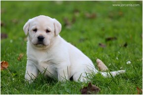 Labradorský retriever - 2