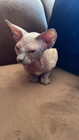 SPHYNX a DEVON REX - 2