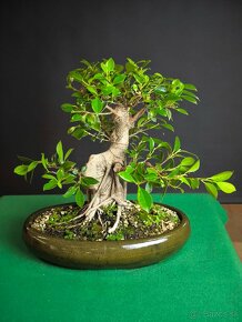 Bonsaj Ficus - 2