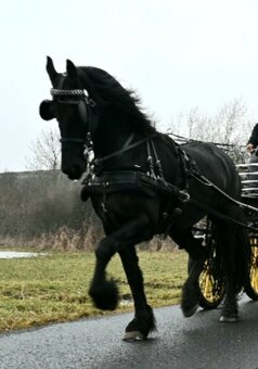 Frízska kobyla 6 rokov v zaprahu a pod sedlom - 2