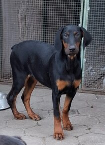 Šteniatka Doberman - 2