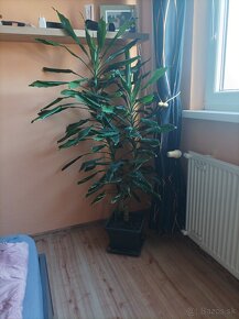 Dracena 160cm - 2