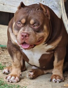 American bully - 2