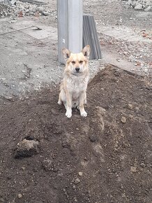 Darujeme  z rodinných dôvodou psíka aj s búdov. - 2