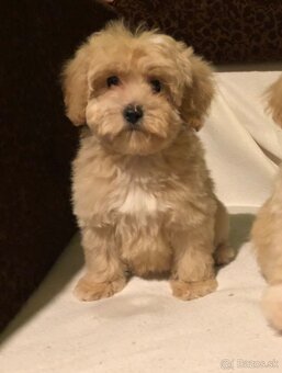 Maltipoo - 2