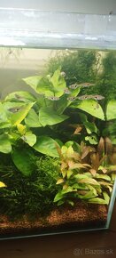 Akvarijne rastliny - 2