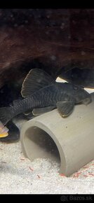 Pleco - 2