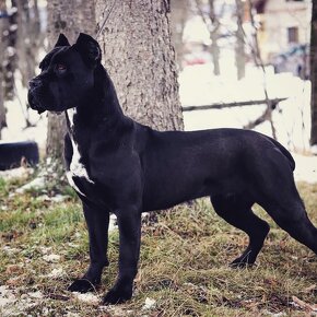 DARUJEM Cane Corso fenku - 2