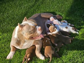 American Bully - 2