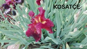 Vínovo-červené kosatce / Iris - 2