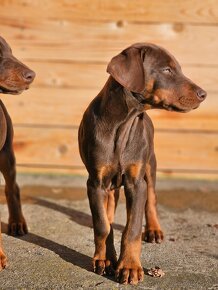 Doberman šteniatká - 2