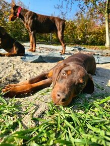 Doberman šteniatká - 2