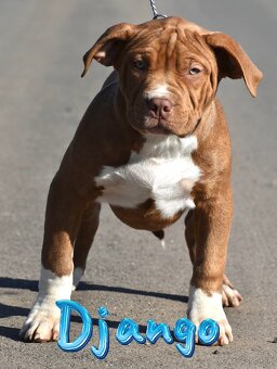 American Bully Xl - 2