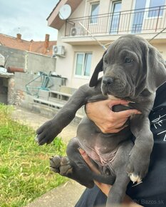 Cane Corso x Stafford - 2