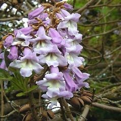 Paulownia tomentosa - paulownia plsnatá - 2