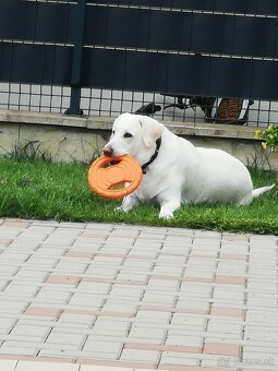 Krytie labrador pre našu labradorku - 2