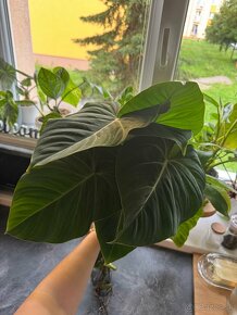 Philodendron Gloriosum - 2