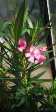 Oleander - Oleandre - 2