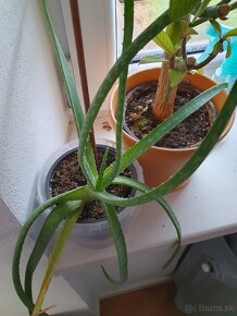 aloe vera - 2