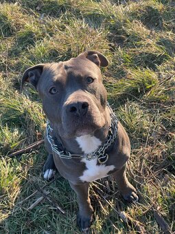 Darujem amerického stafordšírskeho teriér (amstaff, staford) - 2