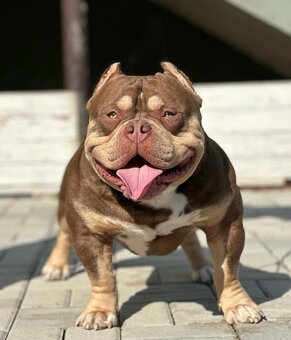 American bully s PP - 2