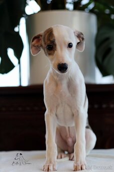 Whippet male - 2